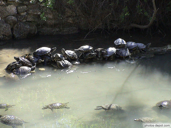 photo de barrière de tortues