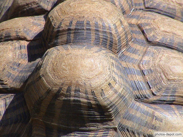 photo de bosses, carapace de tortue