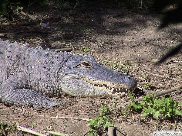 photo de tête d'Alligator