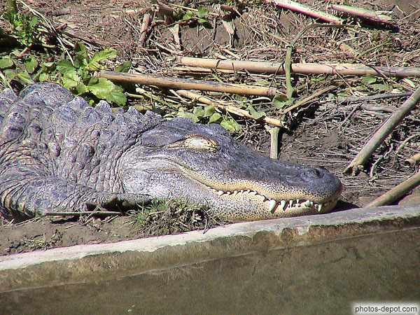 photo d'Alligator yeux fermés