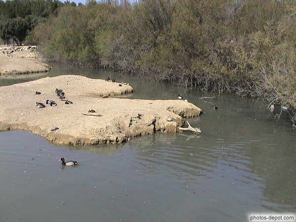 photo de canards au bord de l'étang