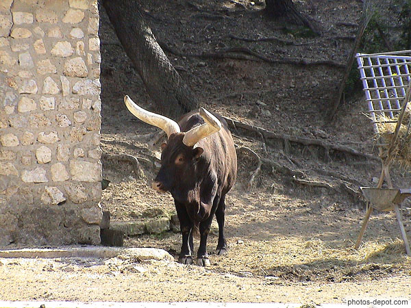 photo de Boeuf Watussi aux cornes impressionnantes pouvant atteindre 2,5 m