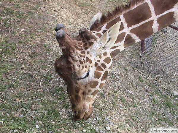 photo de tête de Girafe réticulée