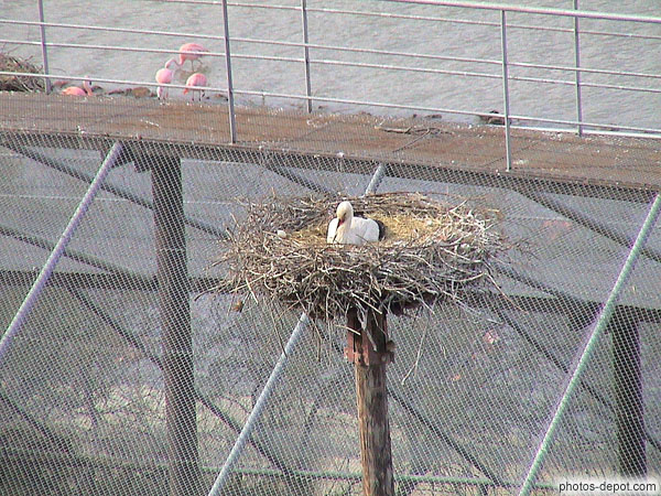 photo de bébé cigogne blanche dans son nid
