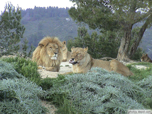 photo de Lion et lionne