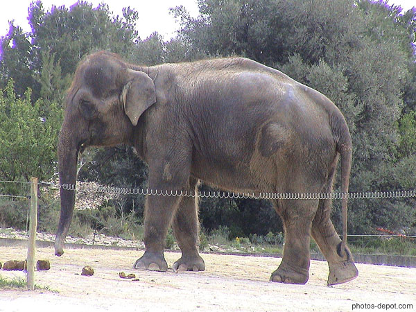 photo d'elephant d'Inde