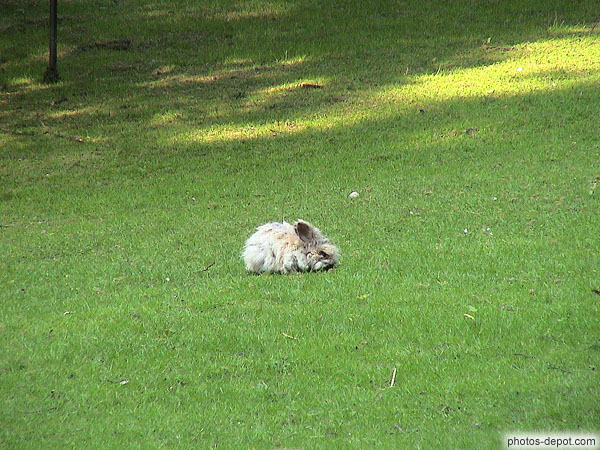 photo de lapin a poils longs