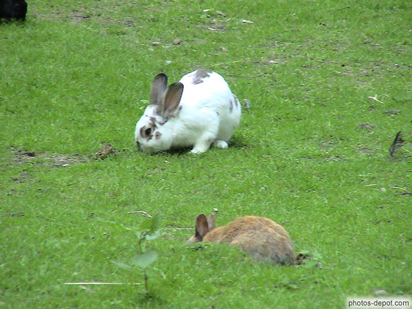 photo de lapin blanc tacheté