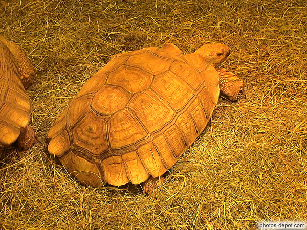 Grosse tortue sillonée d'Afrique
