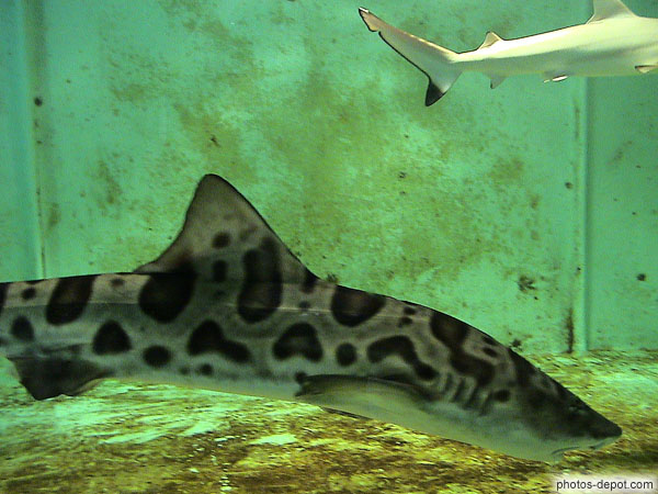 photo de requin léopard