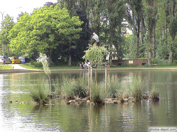 Héron au milieu de l'étang