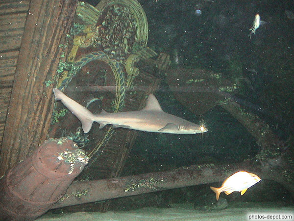 photo de requin devant gallion