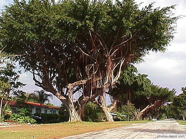 Banyan tree