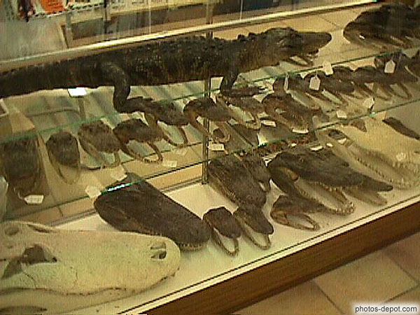 Machoires d'alligators en vitrine