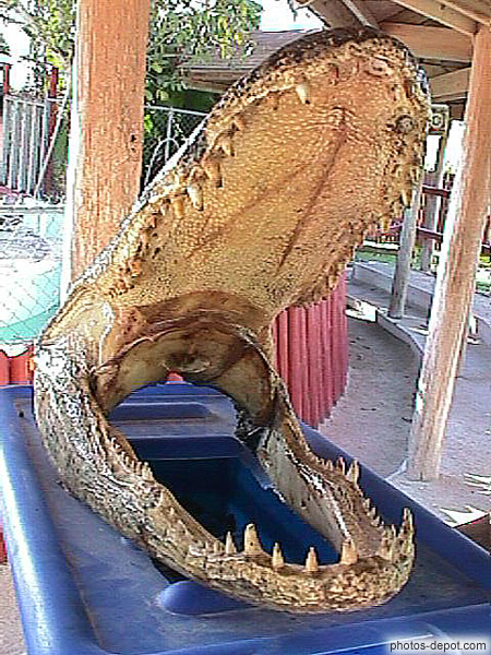 photo de énorme machoire de crocodile