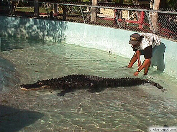 photo de dressage des crocodiles