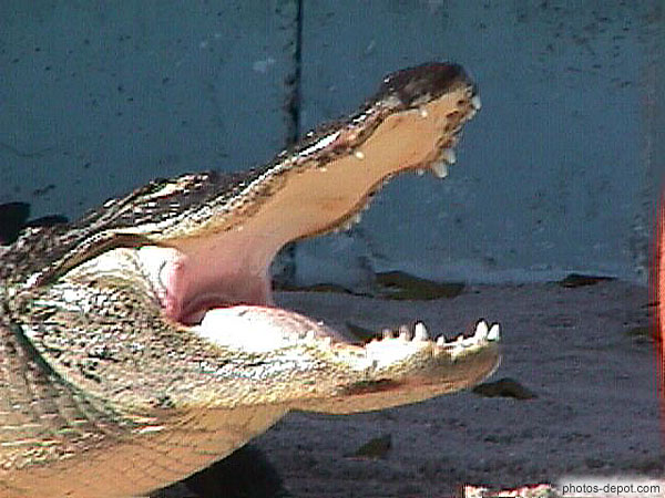 photo de crocodile machoire ouverte