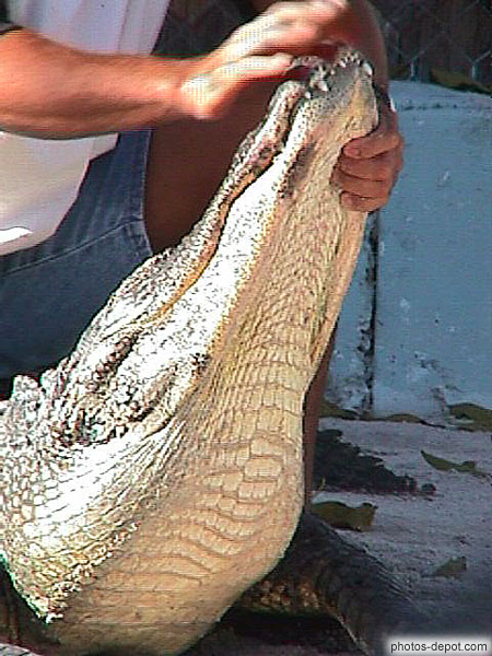 photo de machoire de crocodile