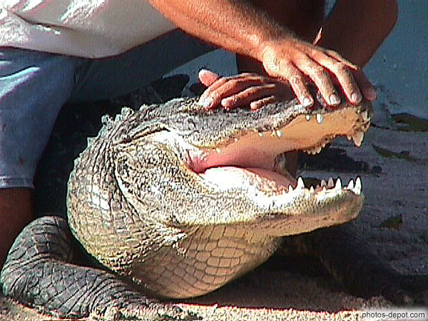 photo d'indien caressant le crocodile