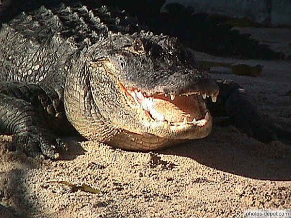 photo de crocodile