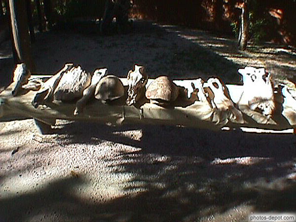 Carapaces de tortues