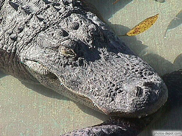 photo de tête de crocodile