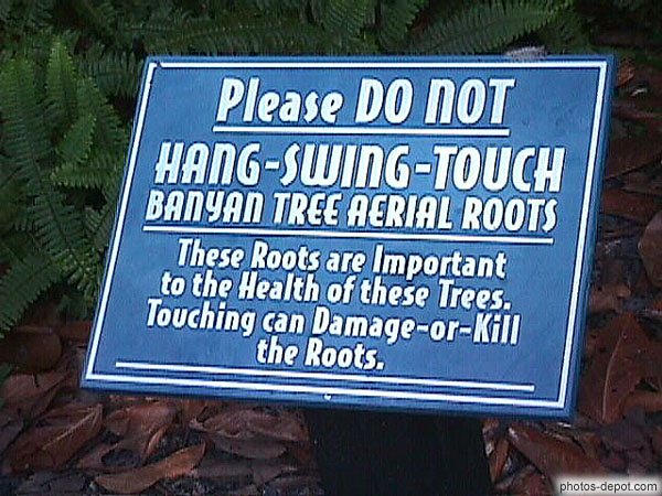 photo de please do not hang-swing-touch banyan tree aerial roots