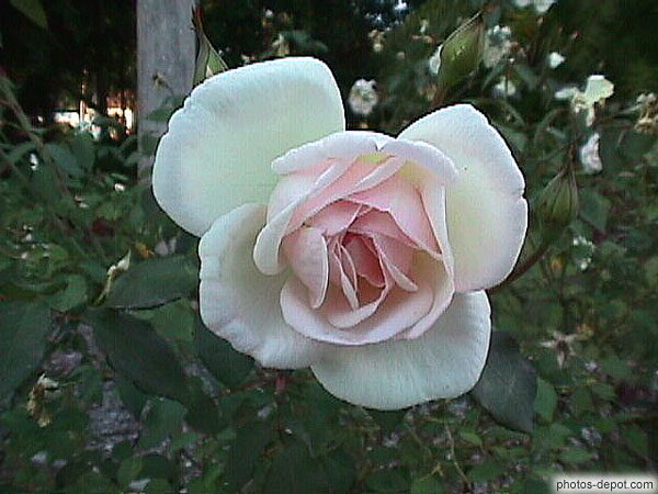 photo de rose rose