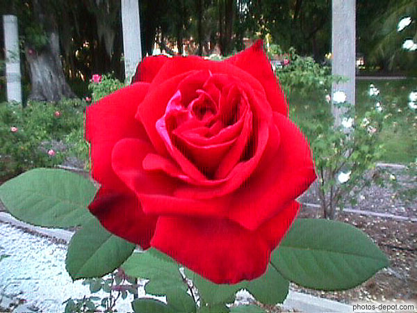 photo de rose rouge