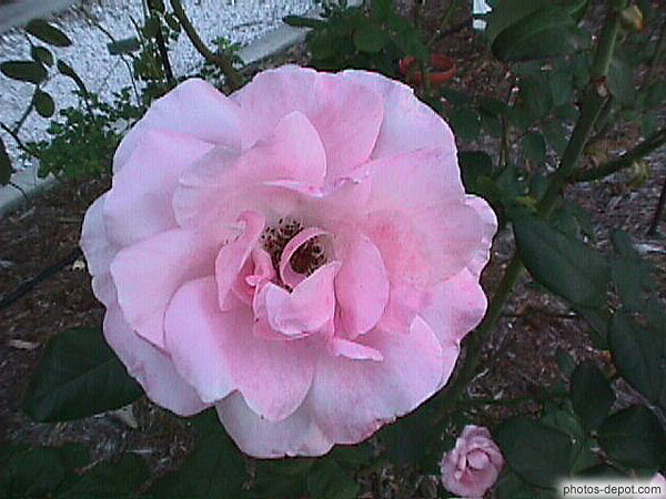 photo de fleur rose