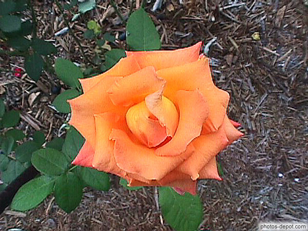 photo de rose orange