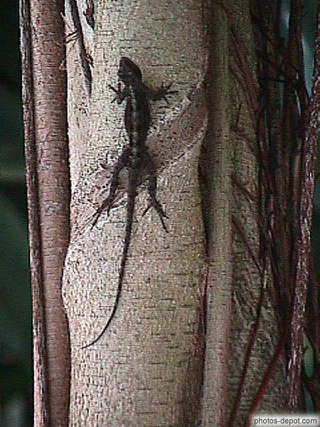 photo de lézard sur le tronc d'un banyan tree