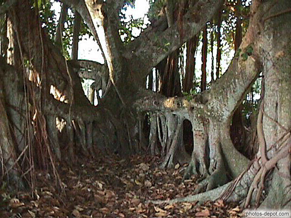 photo de racines sortant de terre du Banyan tree