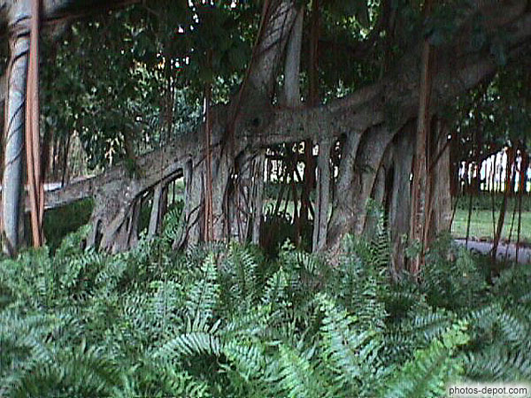 photo de banyan tree