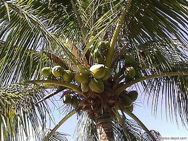 photo de noix de coco sur l'arbre