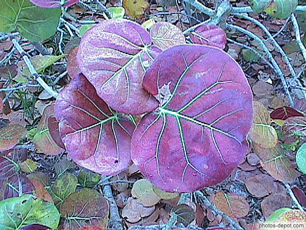 photo de feuilles rouges