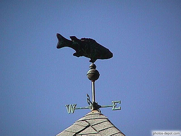 photo de poisson rose des vents