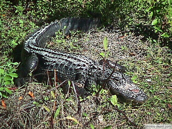 photo de crocodile de floride