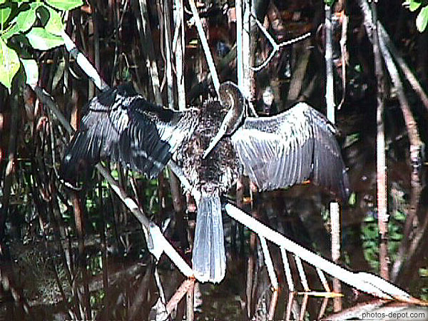 photo d'oiseau noir sur une branche ailes ouvertes