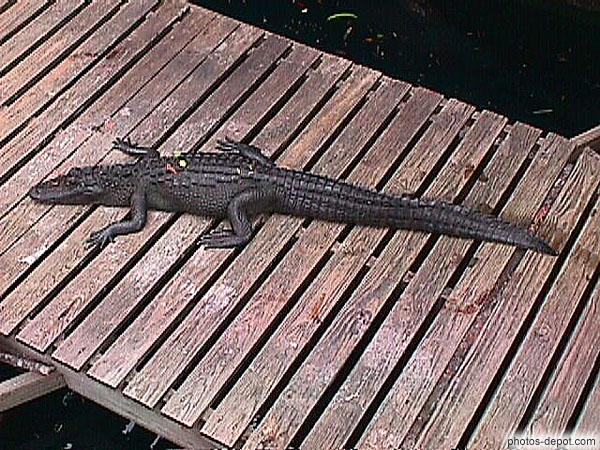photo de crocodile sur passerelle