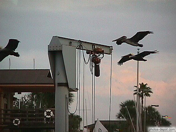 photo de pélicans volent sur le port