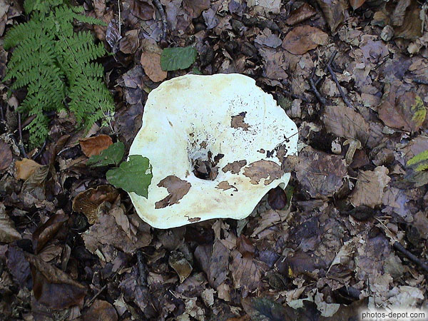 photo de Champignons