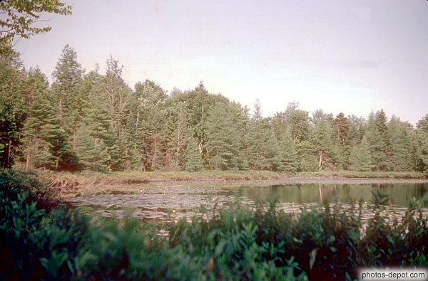 photo d'annonciation petit lac dans la foret juillet