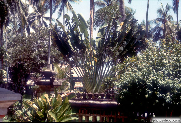 photo de palmier dans les jardins