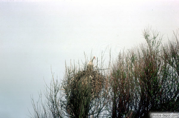 photo d'oiseau dans son nid Réserve Zwyn