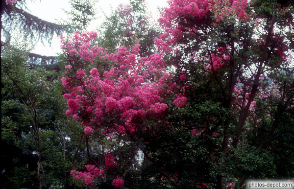 photo d'arbre en fleurs