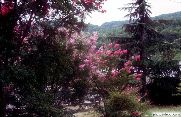 photo d'arbres en fleurs
