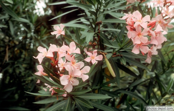 photo de fleurs roses