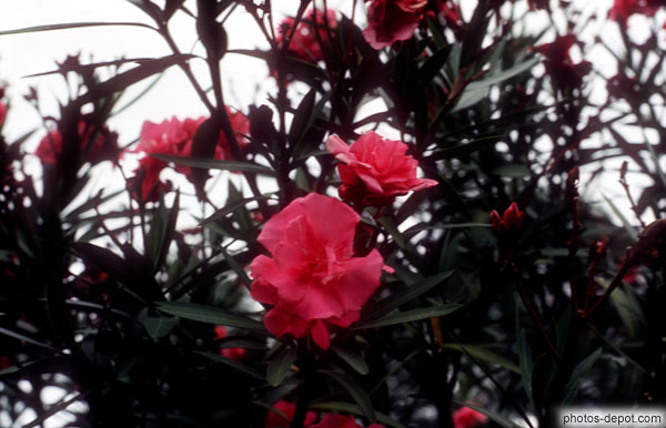 photo de fleurs roses