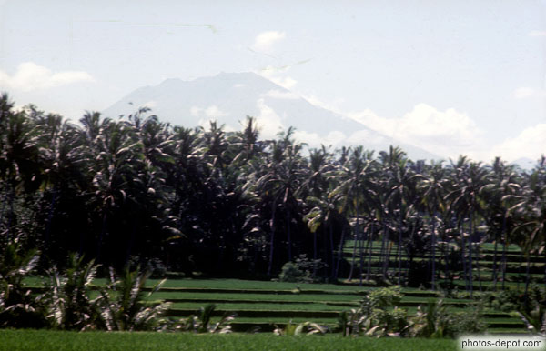 photo de foret de palmiers